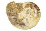 Jurassic Ammonite Fossil - Sakaraha, Madagascar #251290-1